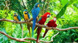 birdies22